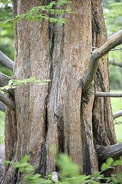 腾讯《黑色沙漠》手游将停服 PC端国服上个月刚公测